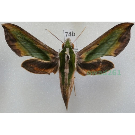 Pergesa acteus (Cramer, 1779) ex. ovo Thailand 65mm74b